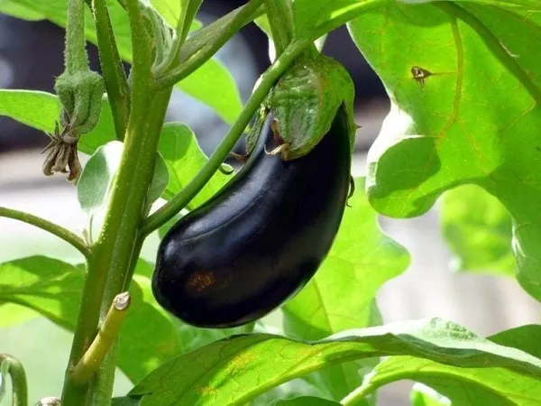 Brinjal_(Hybrid,_Pack_of_1)