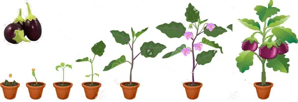Brinjal_(Hybrid,_Pack_of_1)