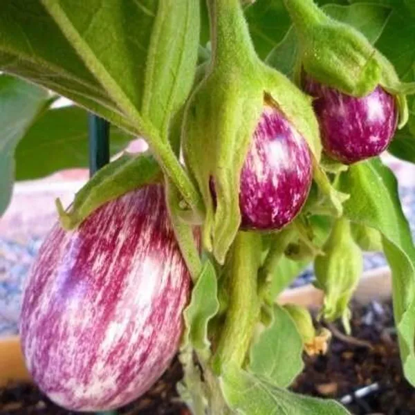 Brinjal_(Hybrid,_Pack_of_1)
