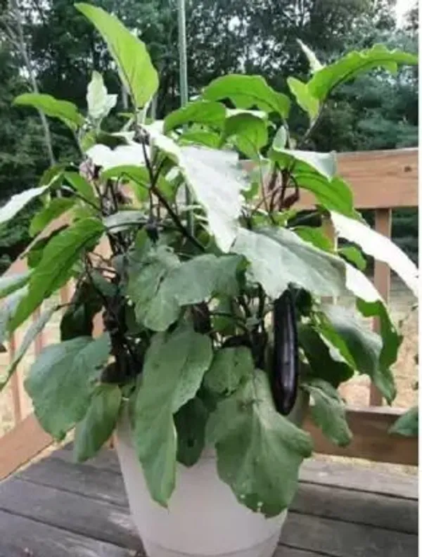 Brinjal_(Hybrid,_Pack_of_1)