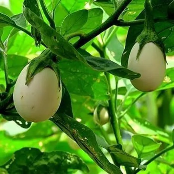 Brinjal_(Hybrid,_Pack_of_1)