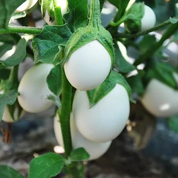Brinjal_(Hybrid,_Pack_of_1)