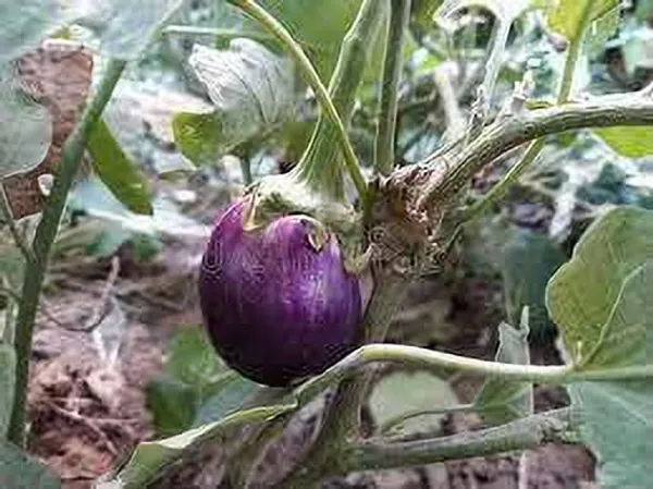 Brinjal_(Hybrid,_Pack_of_1)