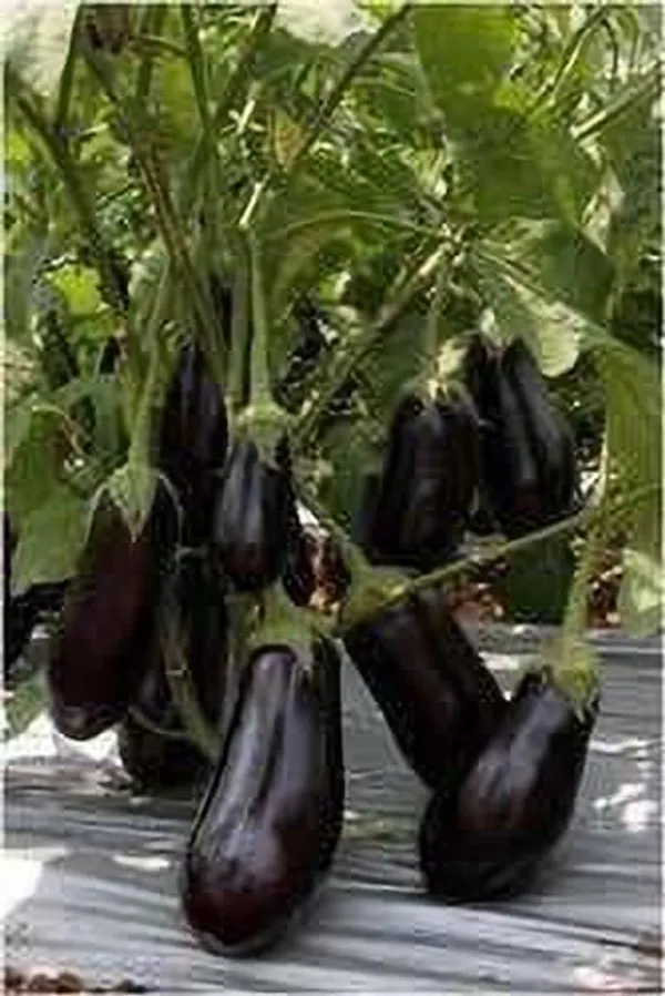 Brinjal_(Hybrid,_Pack_of_1)