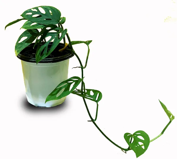 Broken_Heart_Plant_(Hybrid,_Pack_of_1)