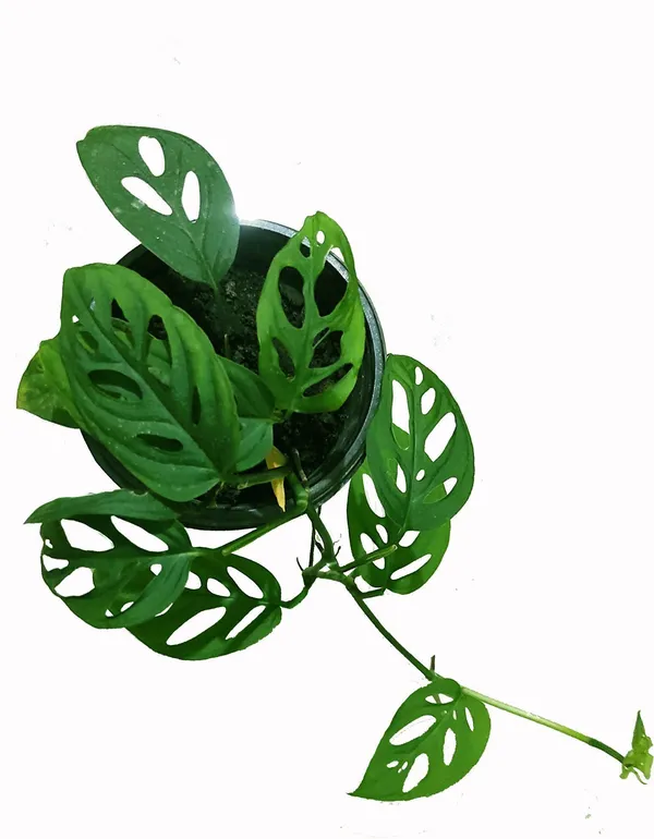 Broken_Heart_Plant_(Hybrid,_Pack_of_1)