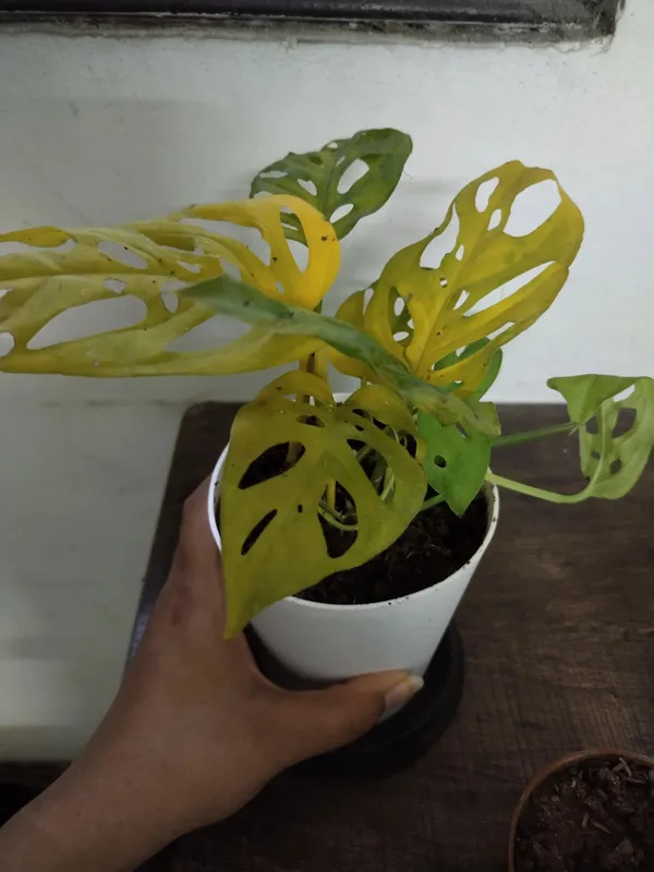 Philodendron_Plant_(Hybrid,_Pack_of_1)