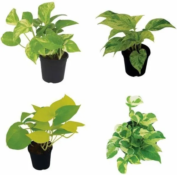 Money_Plant_(Hybrid,_Pack_of_1)