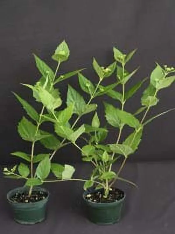 Parijat/Harsingar_Plant_(Hybrid,_Pack_of_2)