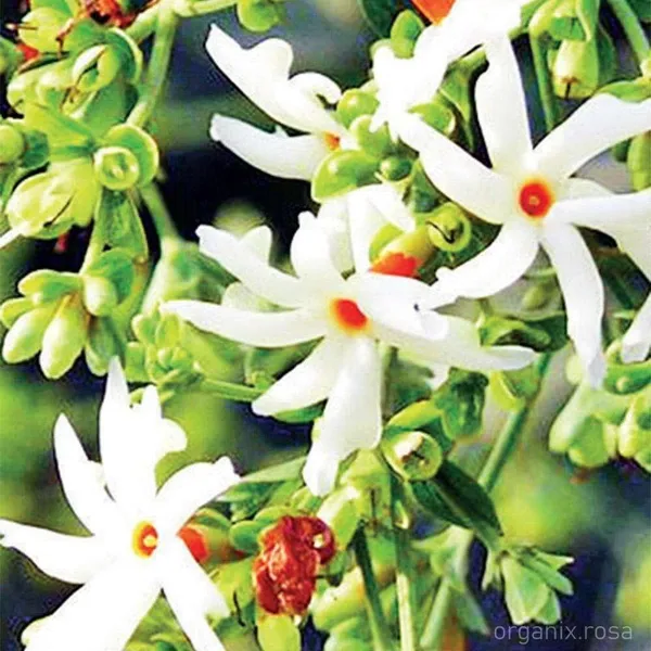Parijat/Harsingar_Plant_(Hybrid,_Pack_of_2)