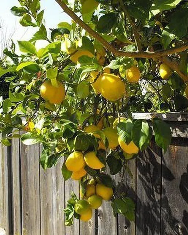 Lemon_Plant_(Hybrid,_Pack_of_1)