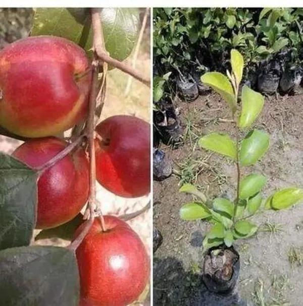 Ber_Apple_Plant_(Hybrid,_Pack_of_1)
