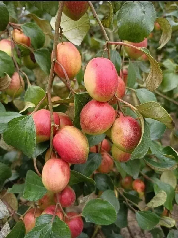Ber_Apple_Plant_(Hybrid,_Pack_of_1)