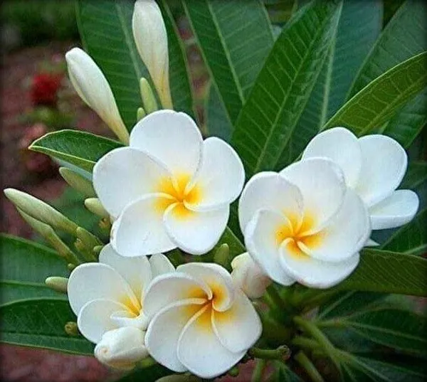 Plumeria_Plant_(Hybrid,_Pack_of_1)