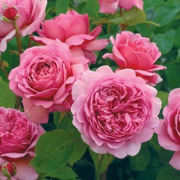 Rose_Plant_(Hybrid,_Pack_of_1)
