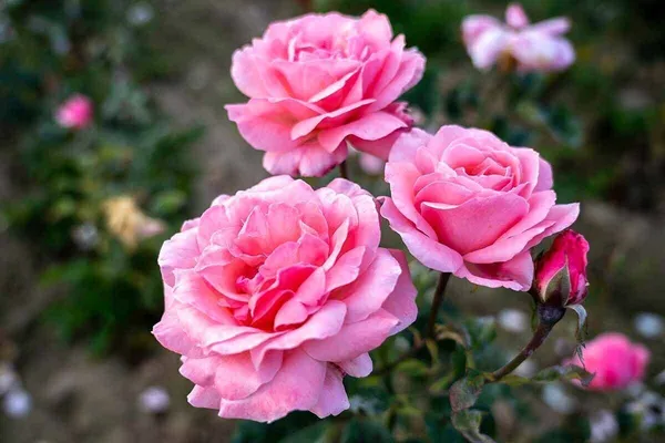 Rose_Plant_(Hybrid,_Pack_of_1)
