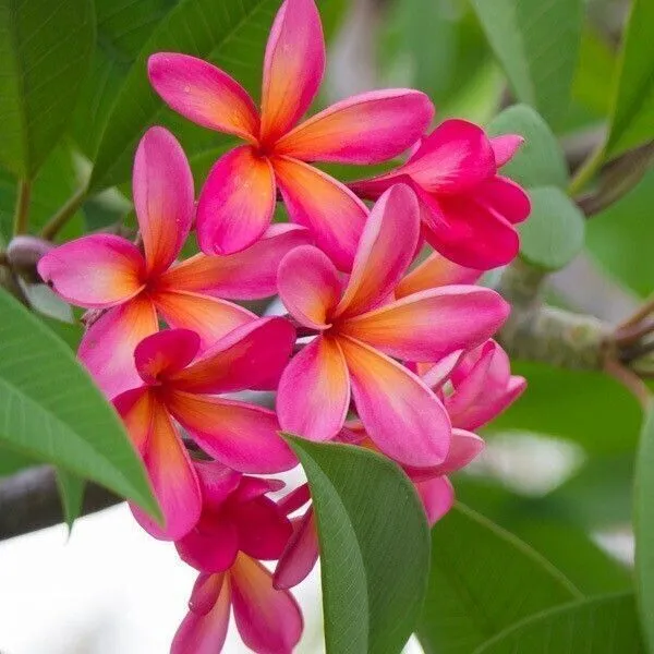 Plumeria_Plant_(Hybrid,_Pack_of_1)