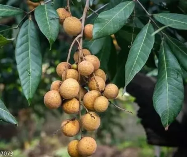 Litchi_Plant_(Hybrid,_Pack_of_1)