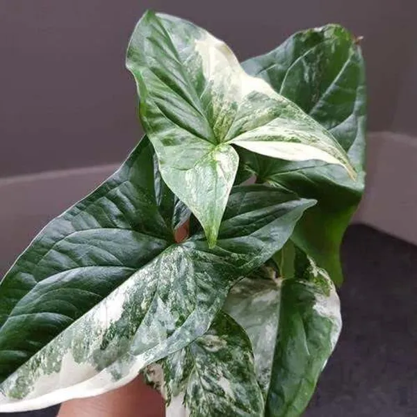 Syngonium_Plant_(Hybrid,_Pack_of_1)