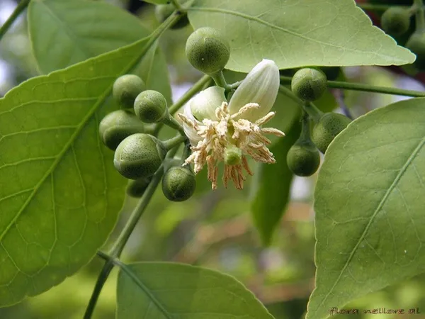 Bel_Plant_(Hybrid,_Pack_of_1)
