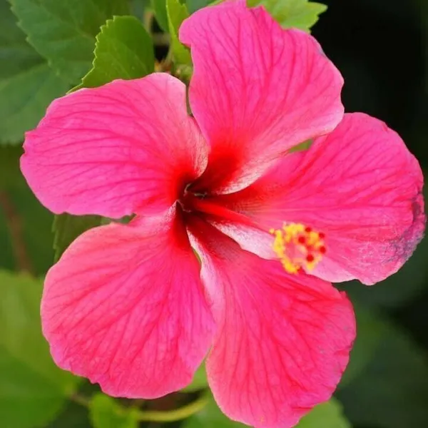 Hibiscus_Plant_(Hybrid,_Pack_of_1)
