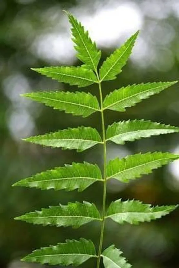 Neem_Plant_(Hybrid,_Pack_of_1)