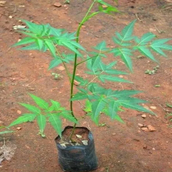 Neem_Plant_(Hybrid,_Pack_of_1)