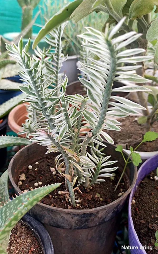 Devils_Backbone_Succulent_Plant_(Hybrid,_Pack_of_1)