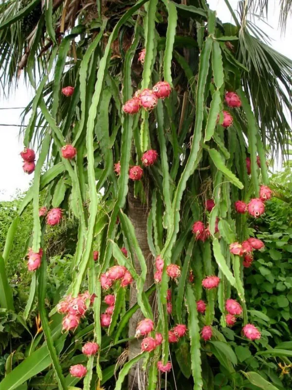 Dragon_Tree_(Hybrid,_Pack_of_1)