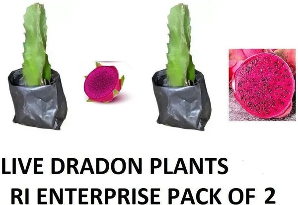 Dragon_Tree_(Hybrid,_Pack_of_1)