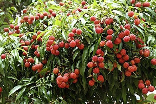 Litchi_Plant_(Hybrid,_Pack_of_1)