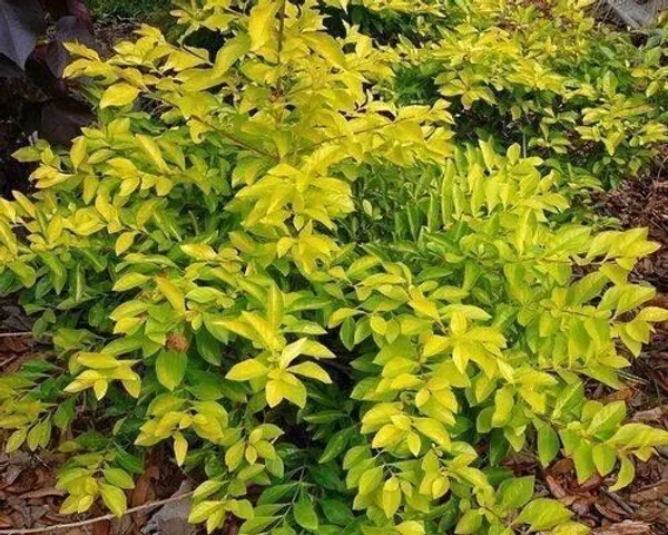 Duranta_Plant_(Hybrid,_Pack_of_1)