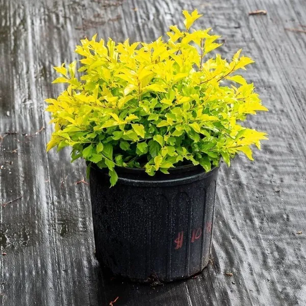 Duranta_Plant_(Hybrid,_Pack_of_1)