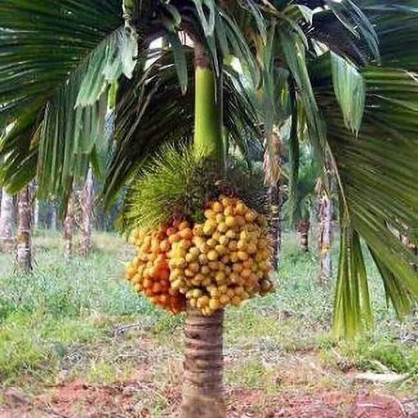 Betel_Nut/Supari_Plant_(Hybrid,_Pack_of_1)