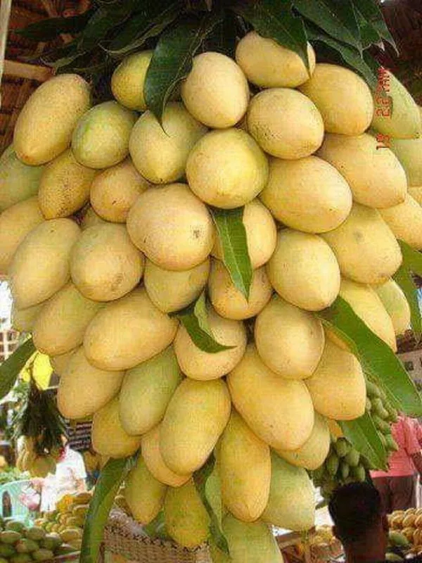 Mango_Plant_(Hybrid,_Pack_of_1)