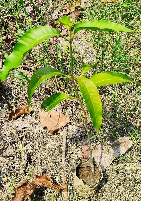 Mango_Plant_(Hybrid,_Pack_of_1)