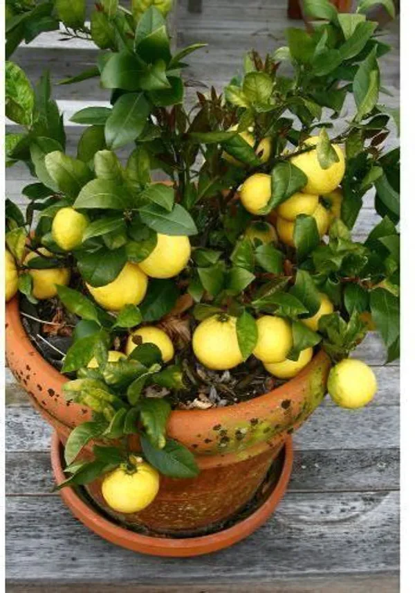 Lemon_Plant_(Hybrid,_Pack_of_1)