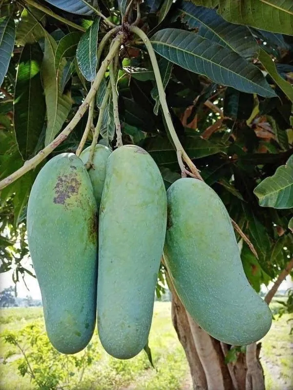 Mango_Plant_(Hybrid,_Pack_of_1)