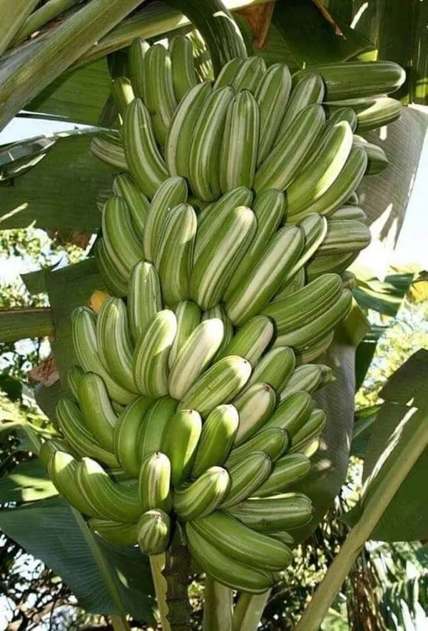 Banana_Plant_(Hybrid,_Pack_of_1)