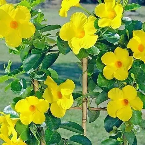Mandevilla_Plant_(Hybrid,_Pack_of_1)