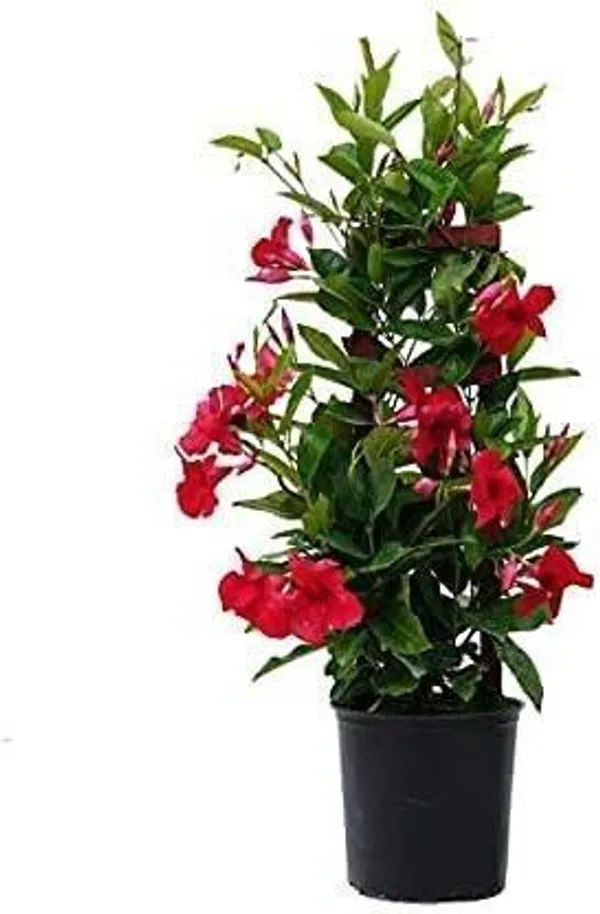 Mandevilla_Plant_(Hybrid,_Pack_of_1)