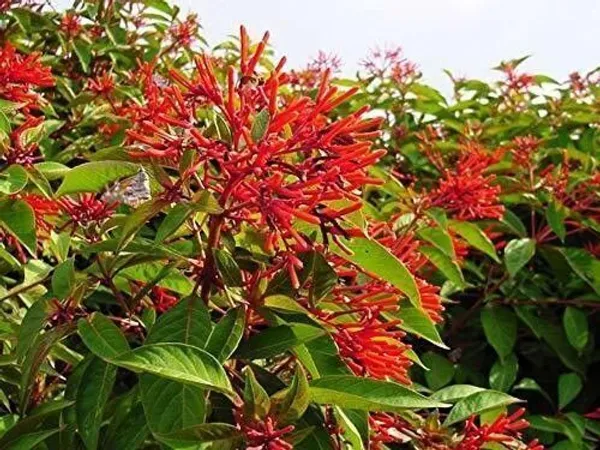 Hamelia_Plant_(Hybrid,_Pack_of_1)