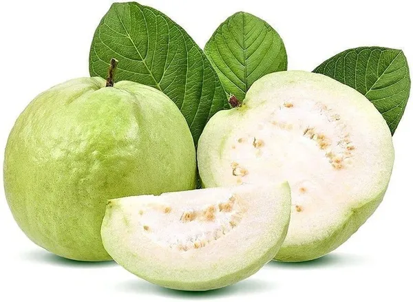 Guava_Plant_(Hybrid,_Pack_of_1)