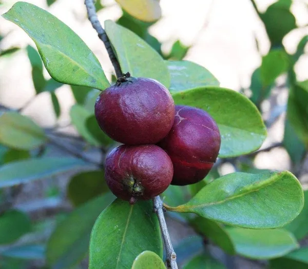 Guava_Plant_(Hybrid,_Pack_of_1)