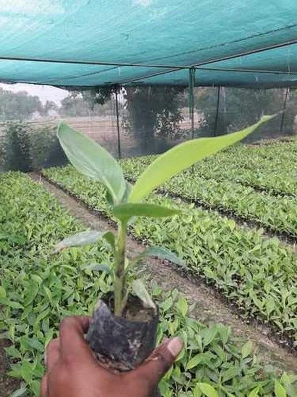 Banana_Plant_(Hybrid,_Pack_of_1)