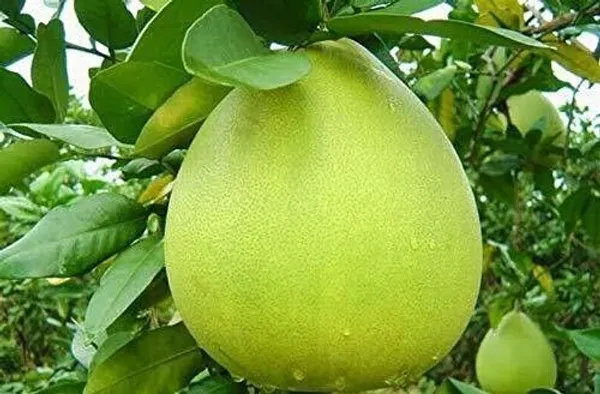 Orange_Plant_(Hybrid,_Pack_of_1)