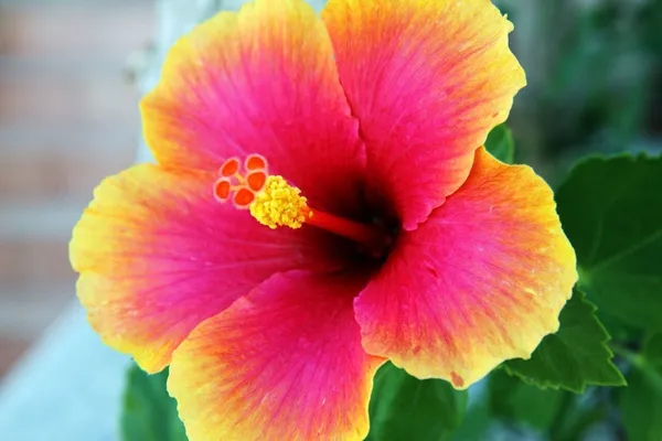 Hibiscus_Plant_(Hybrid,_Pack_of_1)