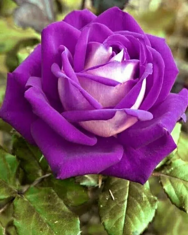 Rose_Plant_(Hybrid,_Pack_of_1)