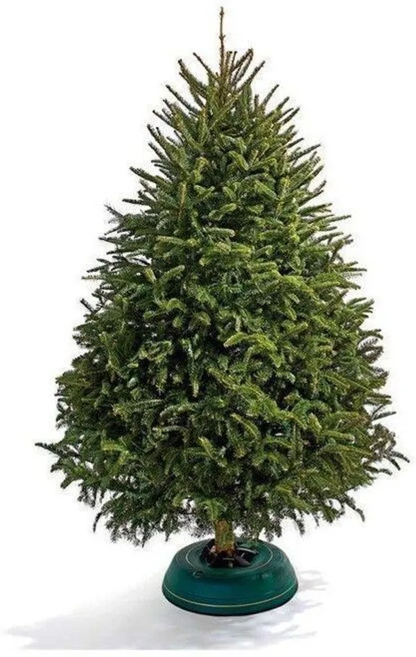 Christmas_Tree_Plant_(Hybrid,_Pack_of_1)