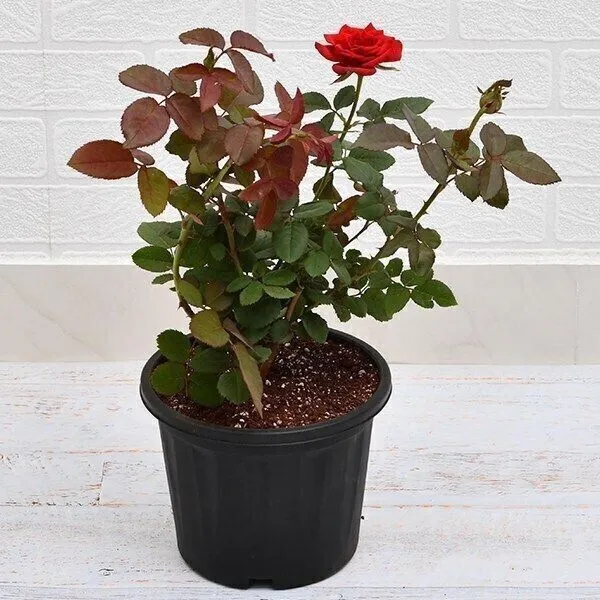 Rose_Plant_(Hybrid,_Pack_of_1)